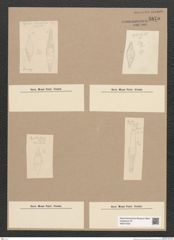 Diatomeae indet. Zeichnungen Sammlung Grunow Nr. 5875 (NHMW-BOT-W0374322)
